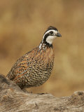 Northern Bobwhite, Colinus Virginianus, Male, Eastern USA Photographic Print by John Cornell