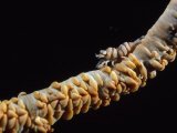 Solvin Zankl - Black Coral Shrimp - Fotografik Baskı