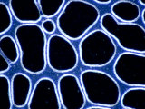 Yeast Among Gas Bubbles (Saccharomyces Cerevisiae). Darkfield Photographie par Michael Abbey