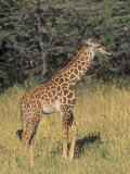 Baby Masai Giraffe, Giraffa Camelopardalis, Masai Mara, Kenya, Africa Photographic Print by John & Barbara Gerlach