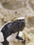 Snapping Turtle Hatching, , Chelydra Serpentina Photographic Print by Jim Merli