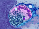 The Neuromuscular Synapse Is the Junction Between a Nerve Fiber and a Muscle Fiber Photographic Print by Donald Fawcett