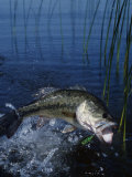 Largemouth Bass with Surface Lure Jumping Photographic Print by Wally Eberhart