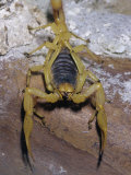 Giant Desert Hairy Scorpion (Hadrurus Arizonensis), Deserts of the Southwestern USA Photographic Print by Ken Lucas
