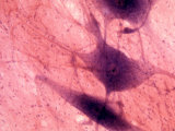 Multipolar Neurons Photographic Print