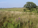 Sandhills and Tallgrass Prairies, Nachusa Grasslands, Illinois, USA Photographie par Greg Neise