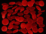 Red Blood Cells or Erythocytes Showing their Flattened and Biconcave Shape Photographic Print by David Phillips