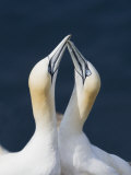 Northern Gannet, Morus Bassanus, Greeting Ceremony around the Nest, North America Photographic Print by John Cornell
