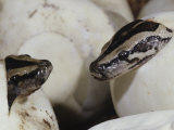 Burmese Python Hatching from Egg, Python Molurus Ceylon Photographic Print by Joe & Mary Ann McDonald