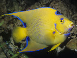 Queen Angelfish, Bermuda to Brazil Photographic Print by Ken Lucas