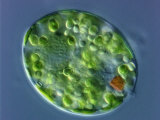 Trachelomonas Euglenoid Algae Showing its Chloroplasts, Rigid Lorica, and Eyespot Photographic Print by Peter Siver