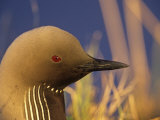 Pacific Loon Head (Gavia Pacifica), Alaska, USA Photographic Print by Tom Walker
