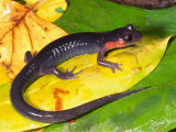 Jordan's Salamander (Plethodon Jordani), Red Cheek Phase, Eastern North America Photographic Print by Michael Redmer