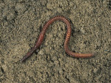 Redworm, Brandling or Tiger Worm (Eisenia Foetida) on Soil Surface Photographic Print by Nigel Cattlin