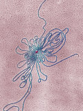 Dna Spilling from Virus., Frog Virus, - Tem Photographie par Gopal Murti