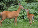 White-Tailed Fawn Nipping Mother's Nose Photographic Print by Gustav W. Verderber