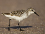 Western Sandpiper, Calidris Mauri, North America Photographie par John Cornell