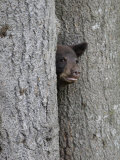 Black Bear Cub Peeking from Behind Tree Photographie par Gustav W. Verderber