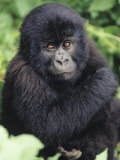 Baby Mountain Gorilla, Gorilla Gorilla Beringei, Volcano National Park, Rwanda, Africa Fotografisk tryk af Joe McDonald Baby Mountain Gorilla, Gorilla Gorilla Beringei, Volcano National Park, Rwanda, Africa Fotografisk tryk af Joe McDonald