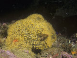 Colonial Tunicates, Perophora Annectens, Carmel Bay, California, USA Photographic Print by David Wrobel