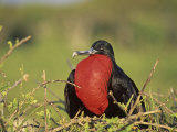Male Great Frigatebird Displaying, Fregata Minor, Genovesa Island, Galapagos Islands Lámina fotográfica por John & Barbara Gerlach Male Great Frigatebird Displaying, Fregata Minor, Genovesa Island, Galapagos Islands Lámina fotográfica por John & Barbara Gerlach