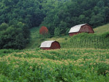 Tobacco Field and a Pair of Red Barns Near Taylorsville, North Carolina, USA Photographic Print by Adam Jones