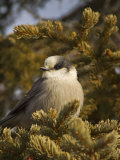 Gray Jay, Perisoreus Canadensis, North America Photographic Print by John Cornell