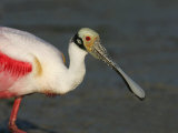 Roseate Spoonbill, Ajaia Ajaja, Florida, USA Photographie par Arthur Morris