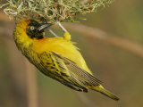 Lesser Masked Weaver Male at its Nest, Ploceus Intermedius, Lake Baringo, Kenya, Africa Photographie par Arthur Morris