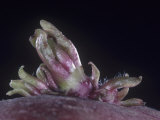 Close-Up of a Potato Eye Sprouting, Solanum Tuberosum Photographic Print by Jerome Wexler