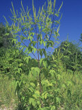 Giant Ragweed (Ambrosia Trifida), an Allergenic Plant Photographic Print by John Sohlden