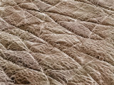 The Surface of Human Skin from the Back of Hand Photographie par Wolf Fahrenbach