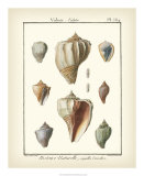 Volute Shells, Pl.384 Láminas por Denis Diderot