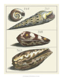 Seashell Menagerie V Affiches