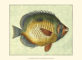 Butterfly Fish I Prints by Jennifer Goldberger