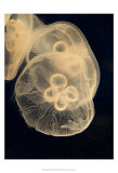 Graphic Jellyfish II Láminas Graphic Jellyfish II Láminas