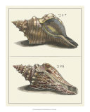 Seashell Menagerie II Affiche