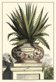 Antique Munting Aloe I Posters par Abraham Munting
