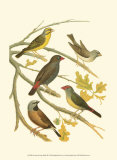Canaries and Cage Birds III Posters by Cassel 