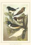 Pet Songbirds IV Posters by Cassel 