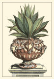 Antique Munting Aloe IV Affiches par Abraham Munting