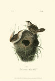Short-Billed Marsh Wren Posters par John James Audubon