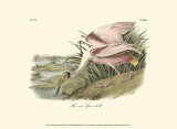 Roseate Spoonbill Posters par John James Audubon