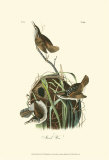 Marsh Wren Posters by John James Audubon Marsh Wren Posters by John James Audubon