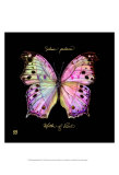 Striking Butterfly III Prints by Ginny Joyner