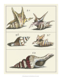 Seashell Menagerie IV Posters
