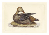Duck IV Pósters por John Selby
