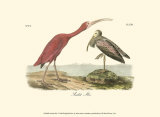 Scarlet Ibis Affiches par John James Audubon