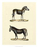 Animal Studies I Arte