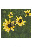 Indian Summer II Prints by Alicia Ludwig